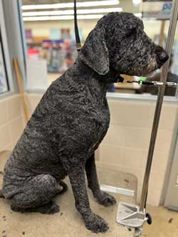 Palmetto Animal Hospital - Grooming Services